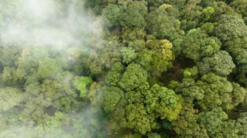 Forest overhead view with carbon emissions